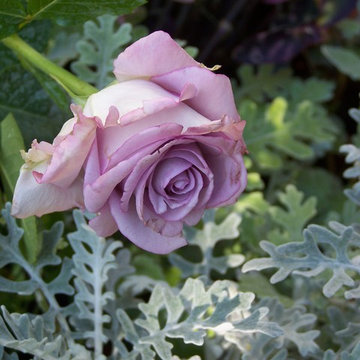 Fiori da giardino