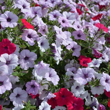 Annual Flowers