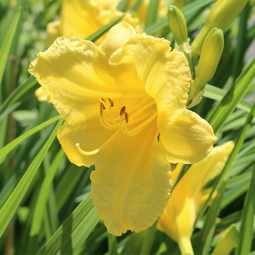 Garden Plants
