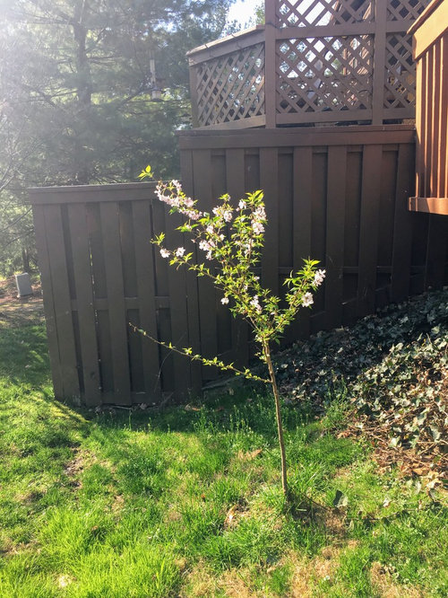 Do we need to transplant this cherry tree?