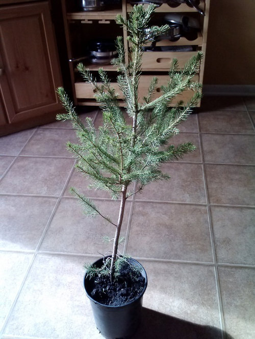 planting bare root norway spruce