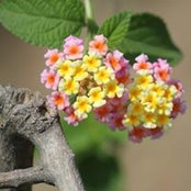 Navneet Sra's photo
