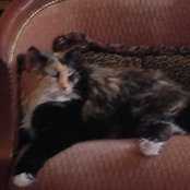 Dinah Sutton's photo