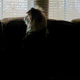 Arrow Home Services, LLC's profile photo