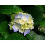 Donna Lowerys billede