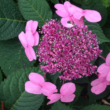 Flowering Porch Planting - Pittsford, NY