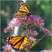 Ken Weaver's photo