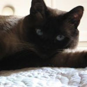 Cynthia Baumann's photo