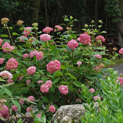 Invincibelle&reg; Spirit Smooth Hydrangea - Plants