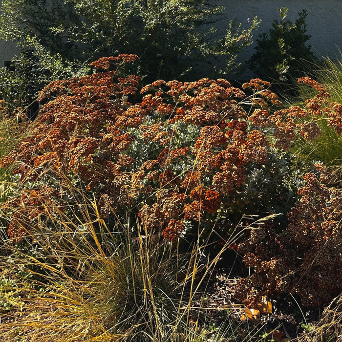 buckwheat