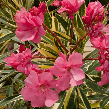 Twist of Pink™ Variegated Oleander Oleander nerium Twist of Pink™