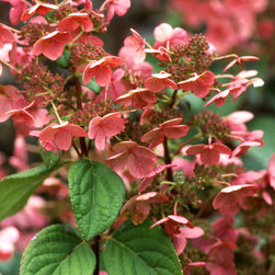Quick Fire&reg; Hardy Hydrangea - Plants