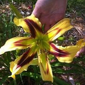 Shari Alberson's photo