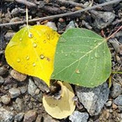 Tori Hendron's photo