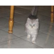 Sylvie Fecteau's photo