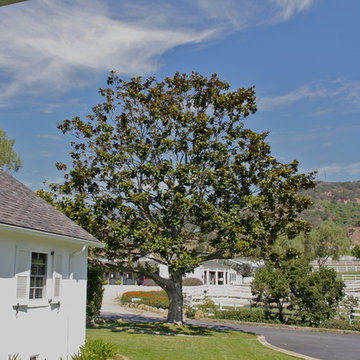 Equestrian View