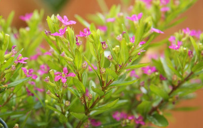 Plant This Flowering Ground Cover for Texture, Color and Wildlife
