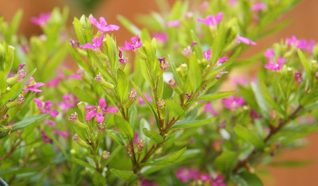 Plant This Flowering Ground Cover for Texture, Color and Wildlife