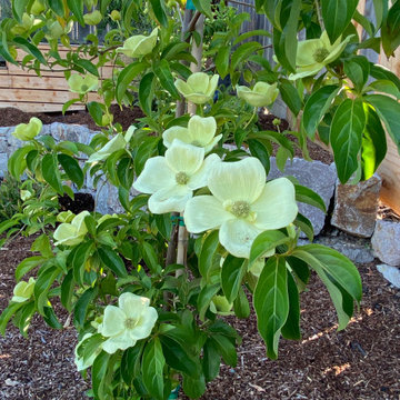 Dogwood in Bloom