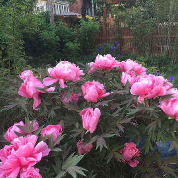 Bay Ridge, Brooklyn, Backyards and Large Apartment Building Sidewalk Space