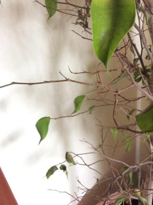 Help! New ficus is wilting and dying.