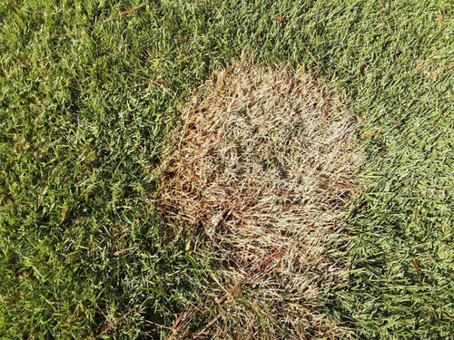 Round dead spots in zoysia