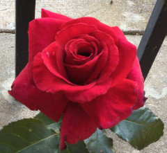 2020 Color Thread: RED Roses