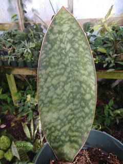 sansevieria trifasciata megan Sansevieria 'Megan' main image 1
