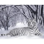 Suz Mell's photo