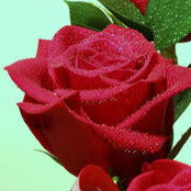 Liyang Song's photo