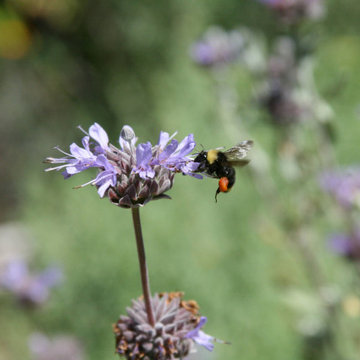 A Native & Herb Garden to Stroll Through