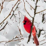 Foto von Dawn Yost
