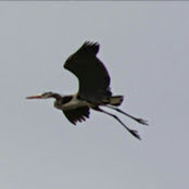 Anthony Murru's photo