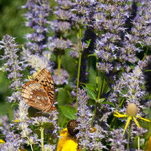 Edinborough Garden