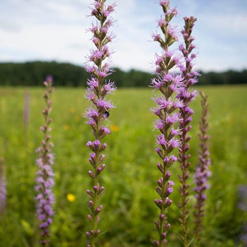 Liatris