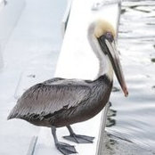 Elizabeth MacDonald's photo