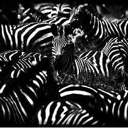 Laurent Baheux - Products