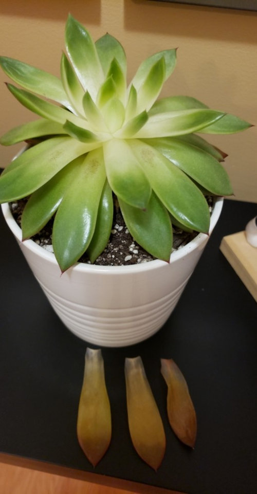 succulents losing leaves?