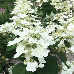 Current Featured Plants - Products
