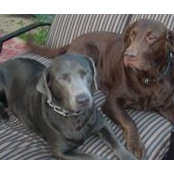 Micah Sheheen's photo