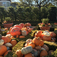 Pumpkin Patch