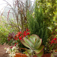 Container Gardens
