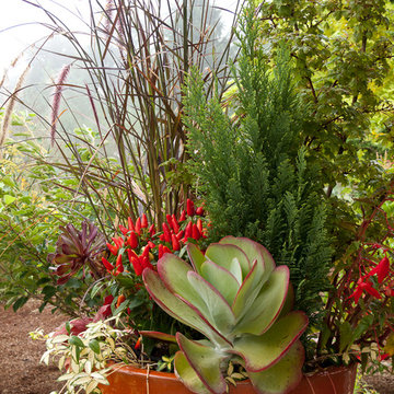 Great Plant Combinations