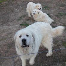 Dogs