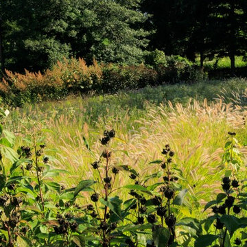 Teardrop Meadow