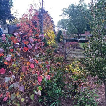 Suburban Woodland