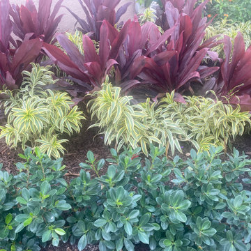 Topical Landscape-Color and texture