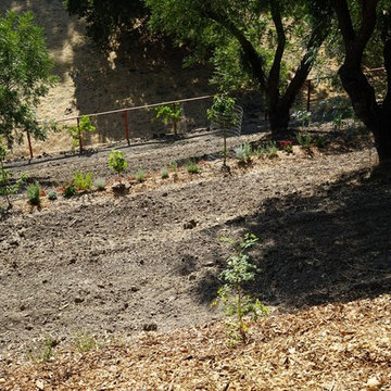 Danville 2 acre Food Forest!