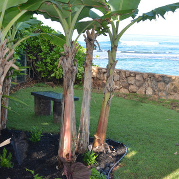 Tropical Oasis