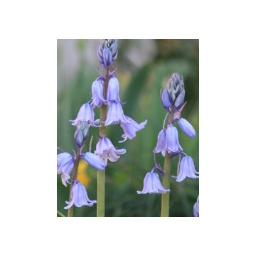 Spanish Bluebells Hyacinthoides hispanicus 'Spanish Bluebells'